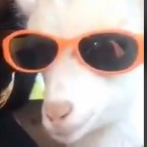 Meet your Posher, Drew